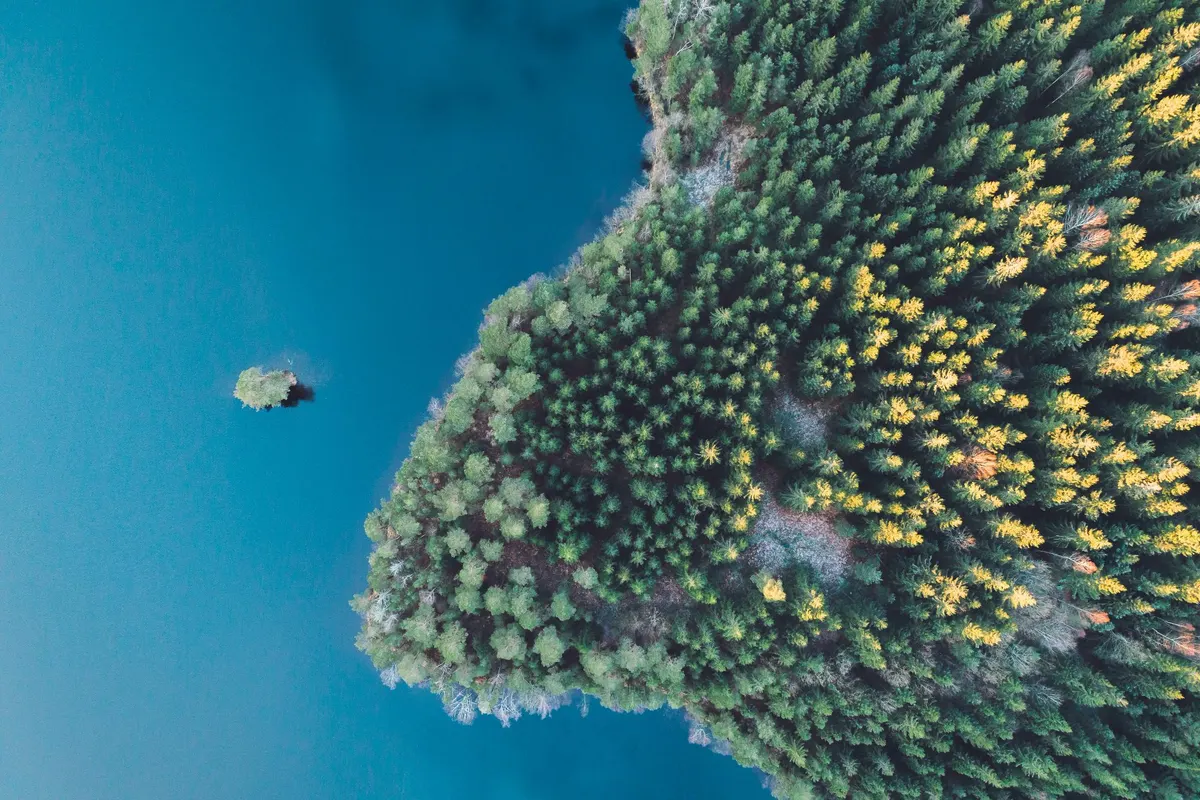 Skog och sjö från ovan